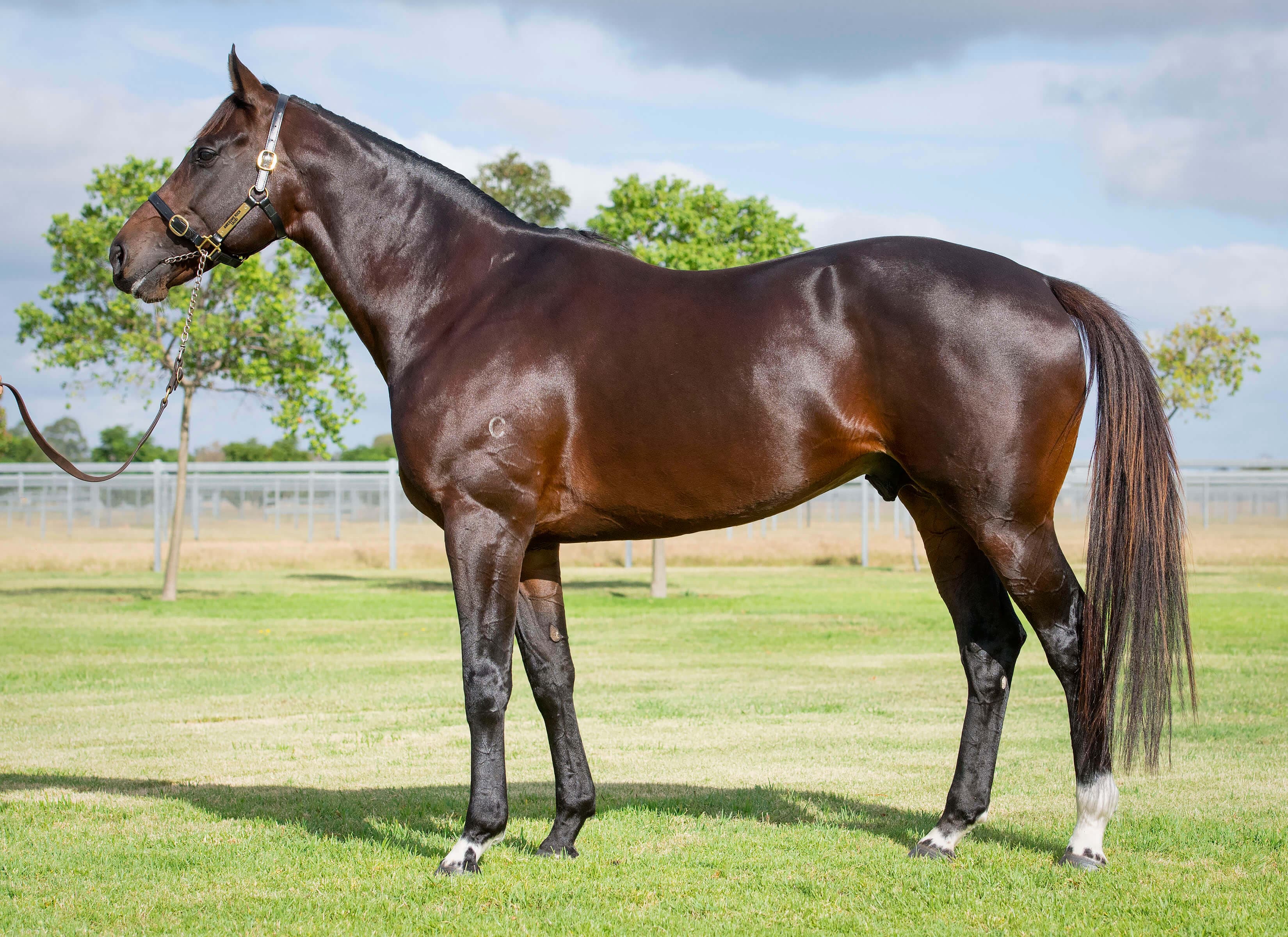 Equine Royalty: The Thoroughbred Horse – History, Characteristics and Photos